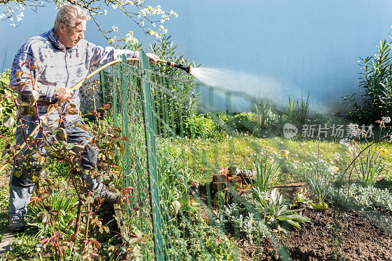 老人在春天用花园水管浇水