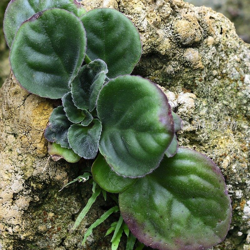 稀有植物-盖斯内里亚塞亚植物（盖斯内里亚德）