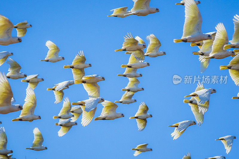 一群凤头鹦鹉在明亮的蓝天和晨光中飞翔