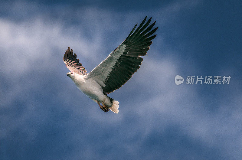 海鹰在清澈的蓝天中飞翔的近距离镜头