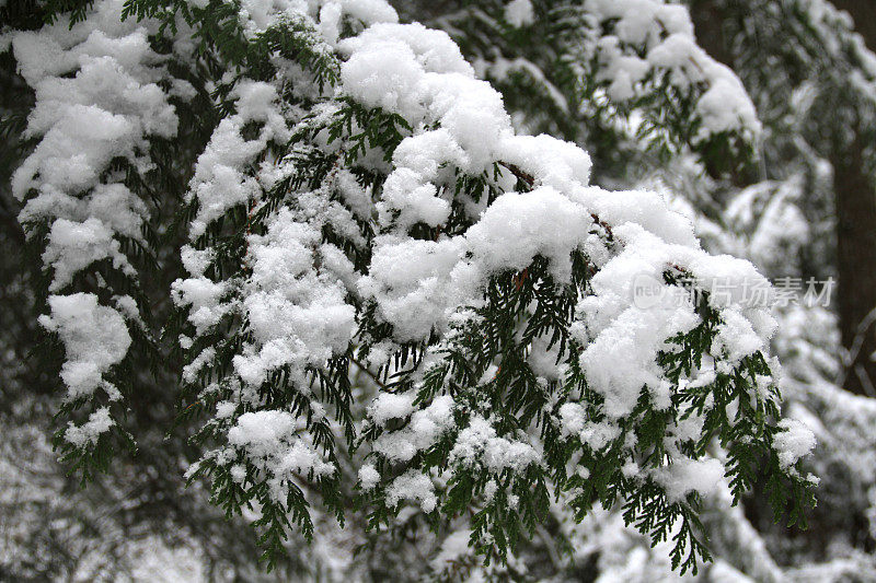 森林的雪