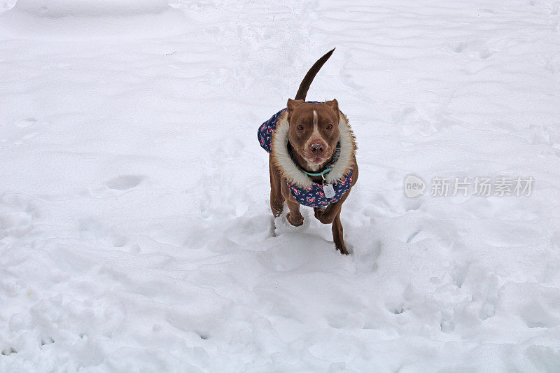 让比特犬在冬天穿着夹克外出