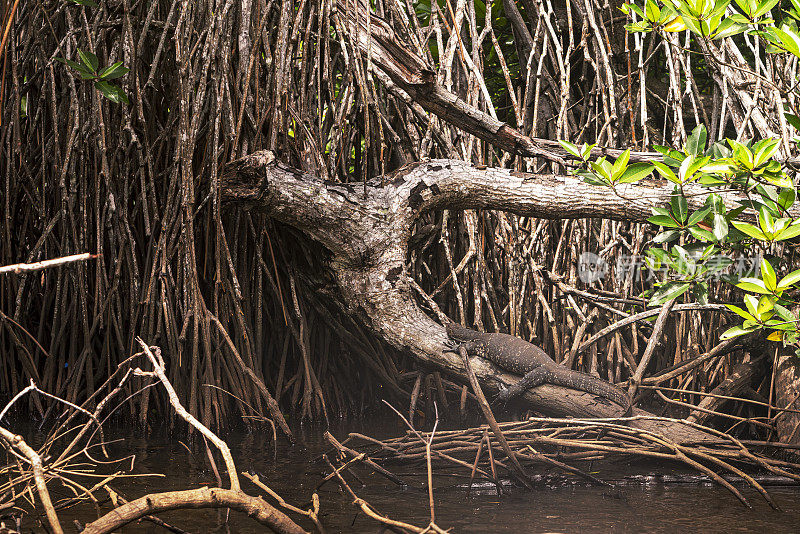 大亚洲水监测器正在斯里兰卡本托塔河岸边的红树林中休息。