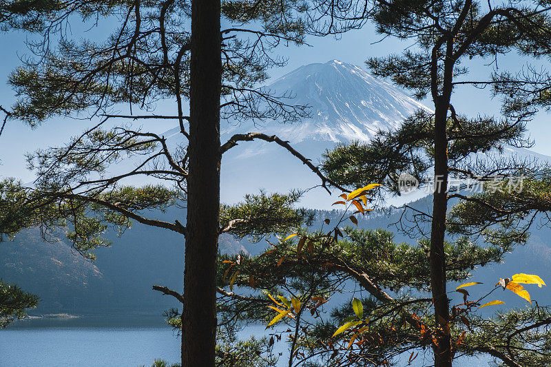 富士山透过树枝和川口湖在秋天的日本