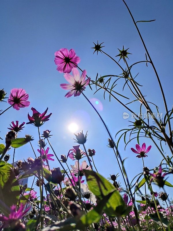 金鸡菊