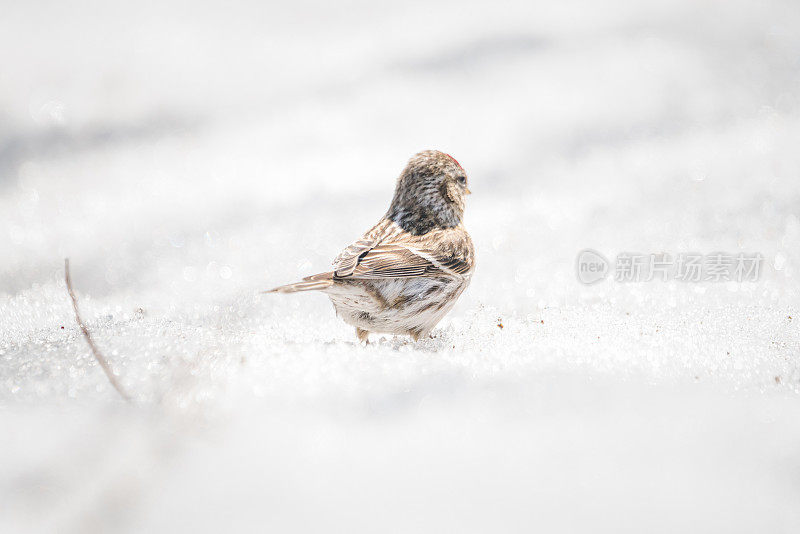 雪地上的麻雀