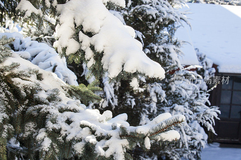 树枝上的雪