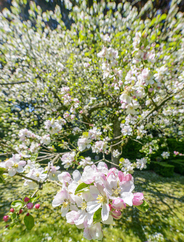 果园里的苹果树在春天开白花