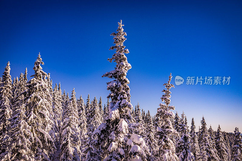 在一个寒冷的阳光明媚的早晨，在欧洲，以冰雪覆盖的背景和常青树为背景的田园诗般的景色-创造性的股票照片