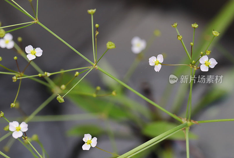 细叶水车前草