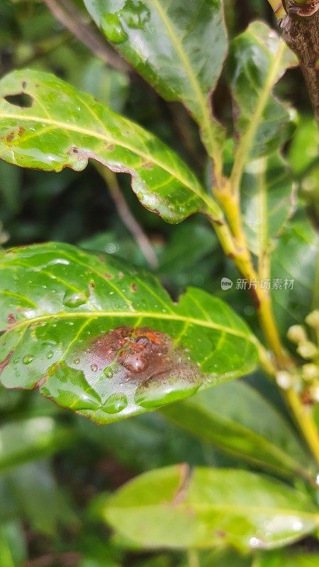 小雨打在树叶