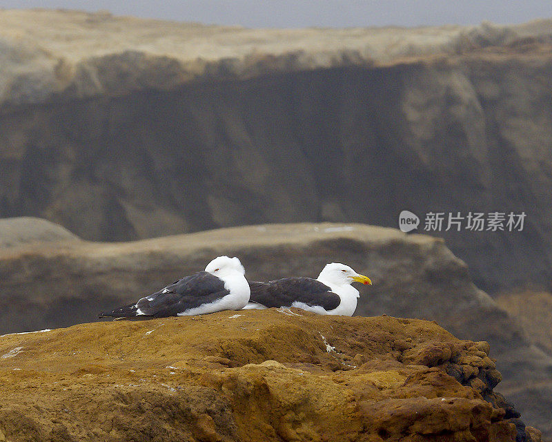 两只成年海带海鸥在智利南部的海岸悬崖上休息
