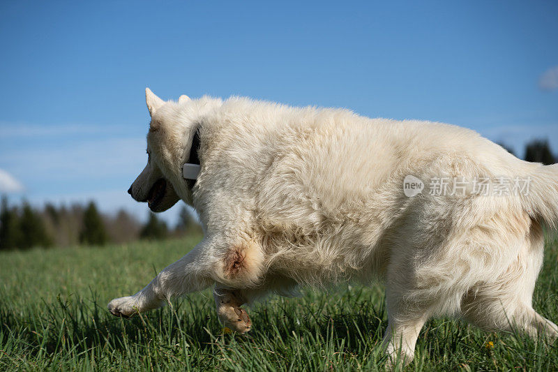 白色狗带着定位追踪装置在项圈上奔跑