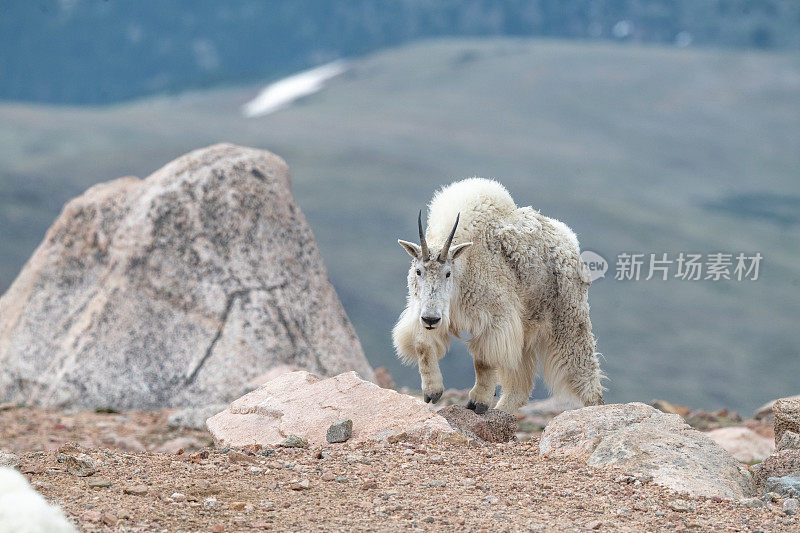 山羊在14280英尺高的山顶岩石斜坡上行走