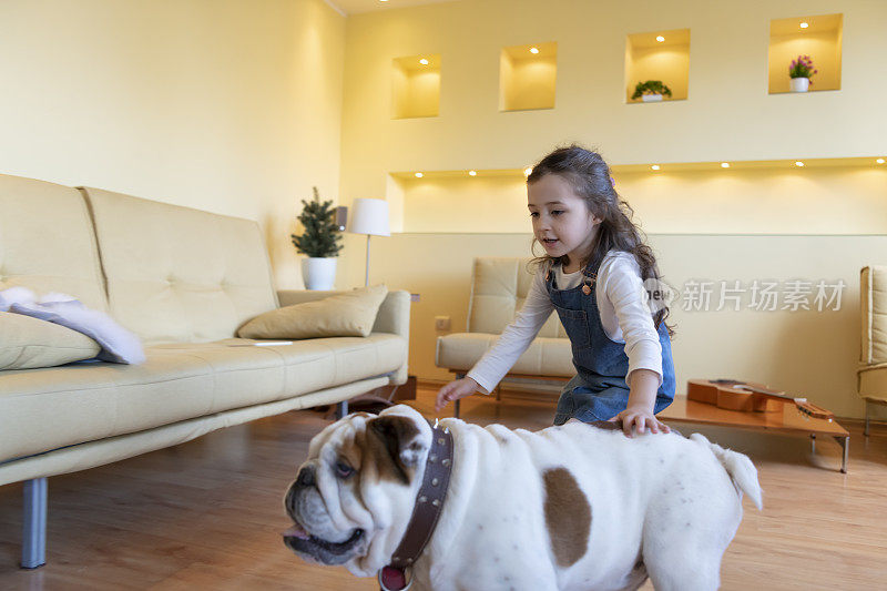 一个可爱的小女孩和她可爱的英国斗牛犬在房子里玩耍。