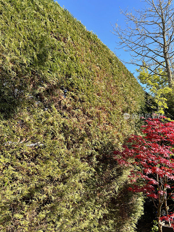 后花园高树篱的特写图像，红色的日本枫树旁边修剪的雷兰地树篱(雷兰柏树)，清澈的蓝天