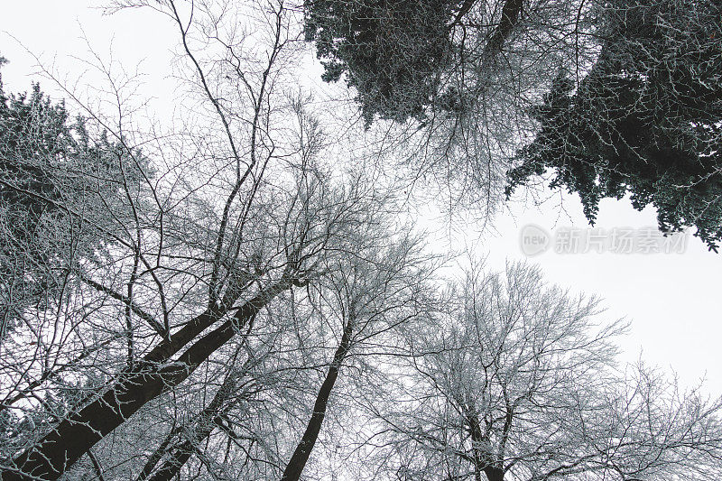 白雪覆盖的树梢映衬着白色的天空