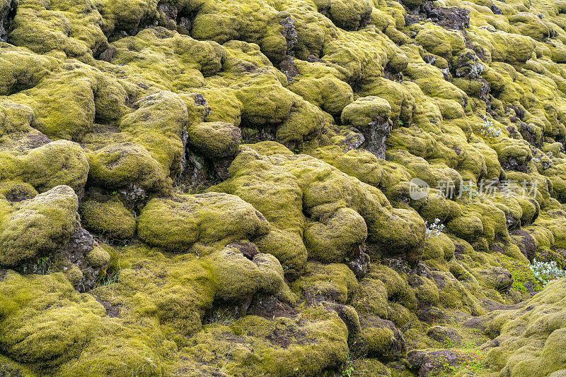 米达尔斯火山地貌上覆盖着棕色苔藓的熔岩场，埃尔德朗火山喷发而来，冰岛