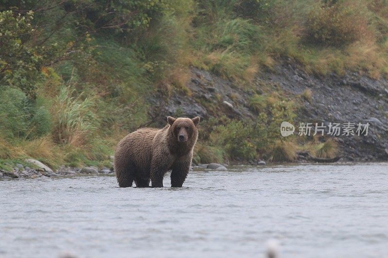 麦克尼尔河州立狩猎保护区的棕熊