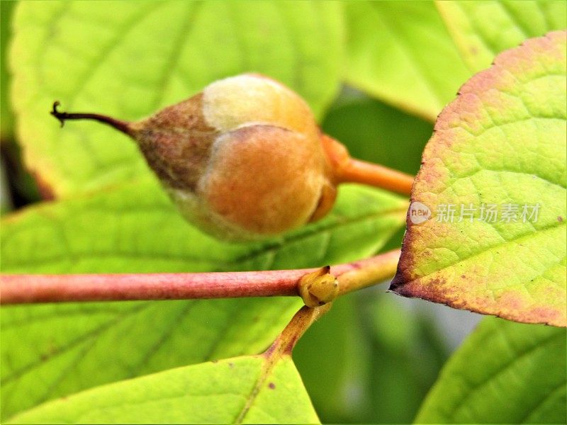 日本。8月。后开花。