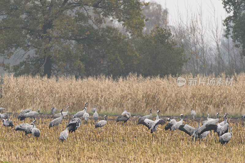 秋季迁徙期间在田野里觅食的鹤类或普通鹤