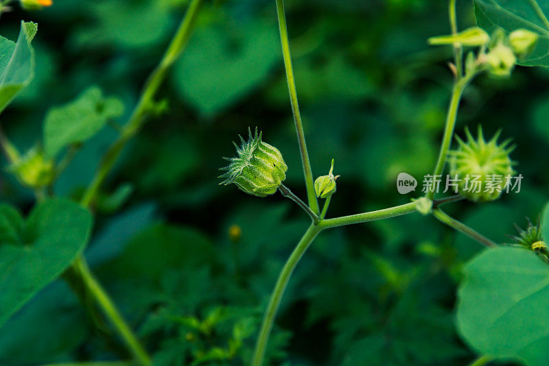 绿叶植物背景。自然公园的背景。旅游、度假。