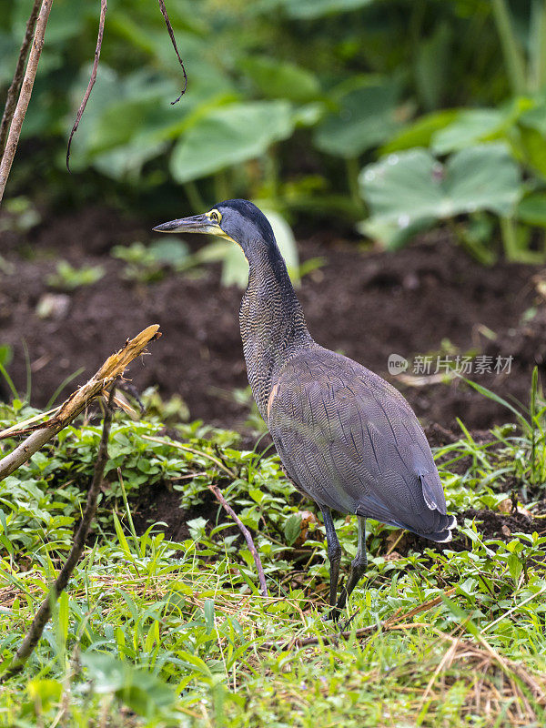 Bare-throated老虎鹭