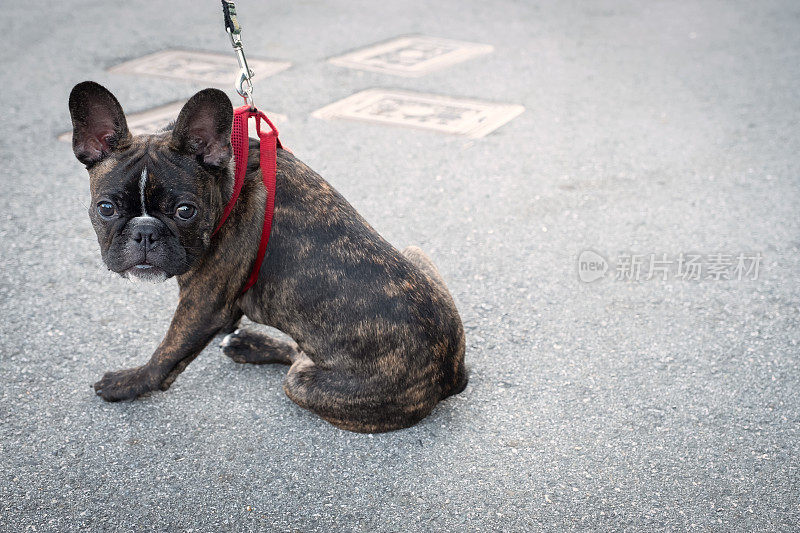 疲惫的年轻法国斗牛犬戴着皮带坐在人行道上