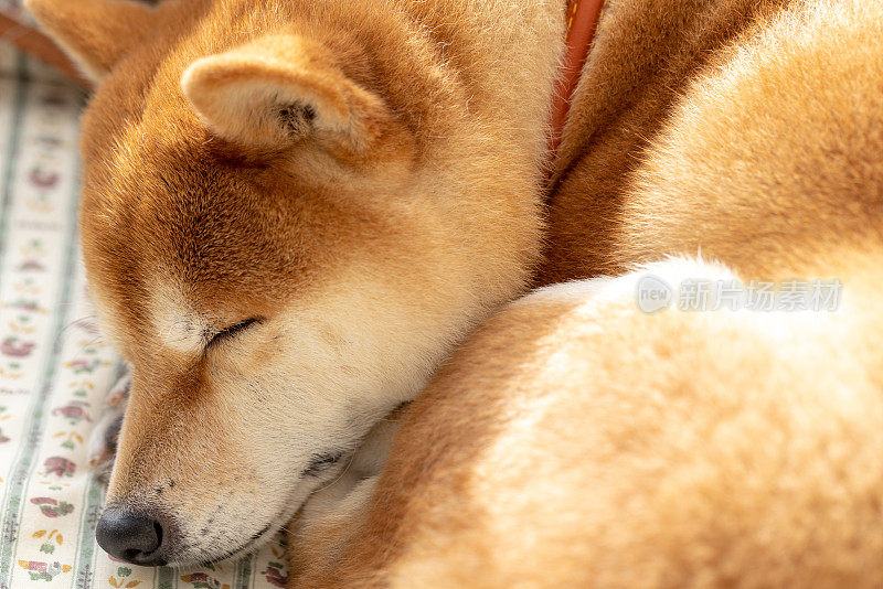 狗睡觉的特写镜头