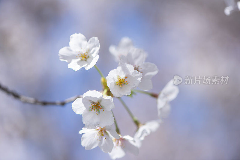 樱花樱花