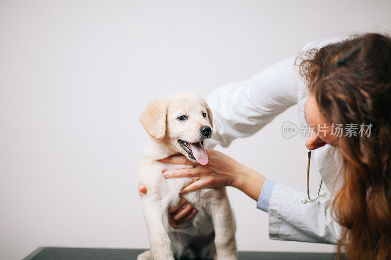 健康的拉布拉多寻回犬幼犬在兽医办公室的检查台上的特写