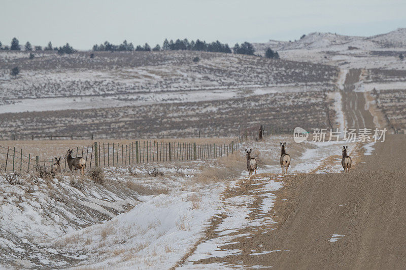 大约20只鹿排成一排，准备跳过它们的第三个栅栏