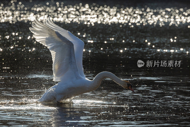 疣鼻天鹅