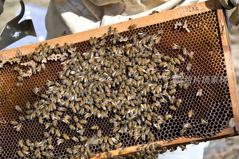 养蜂人饲养的蜂房中的蜜蜂