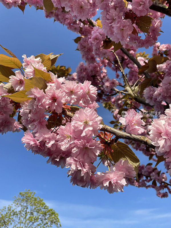 图片的樱花(prunus)树枝充满粉红色的春天的花和芽，清澈的蓝天背景