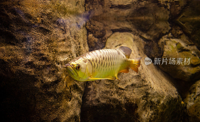 水族箱中的龙鱼特写镜头