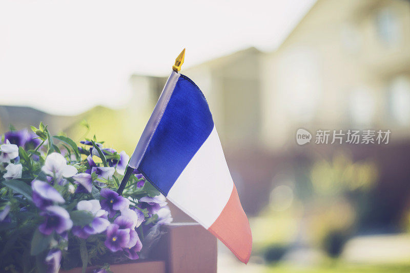 夏日，后院插着法国国旗和紫色牵牛花