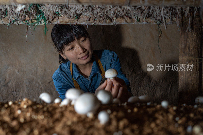 一位亚洲女性农业科学家正在观察蘑菇的生长