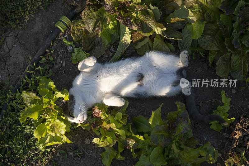 在蔬菜园里沙拉里玩耍的猫。