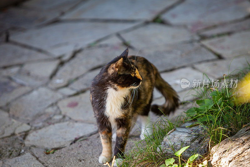 流浪猫，野猫