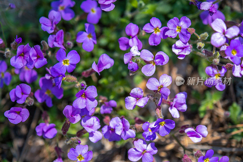 无数4瓣紫色花