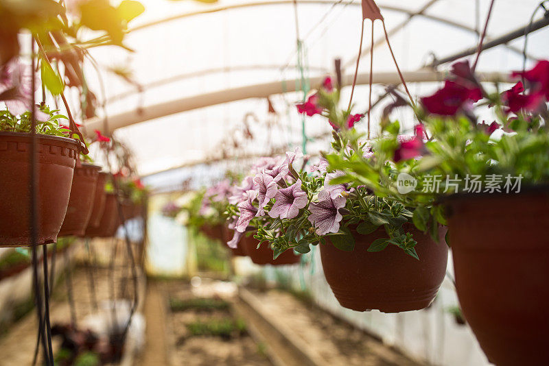 花卉苗圃照片