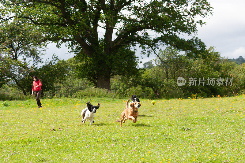 夏天的一天，在什罗普郡乡下的田野里，一个长着黑色长发的漂亮女孩为快乐的狗狗们扔球。