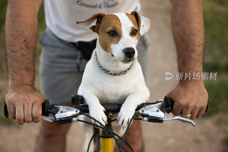 一个陌生人骑在自行车上他的狗叫杰克·拉塞尔