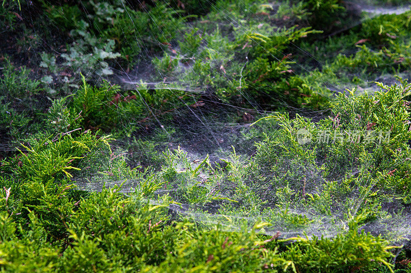 灌木上的蜘蛛网，一棵普通的刺柏灌木上布满了蜘蛛网