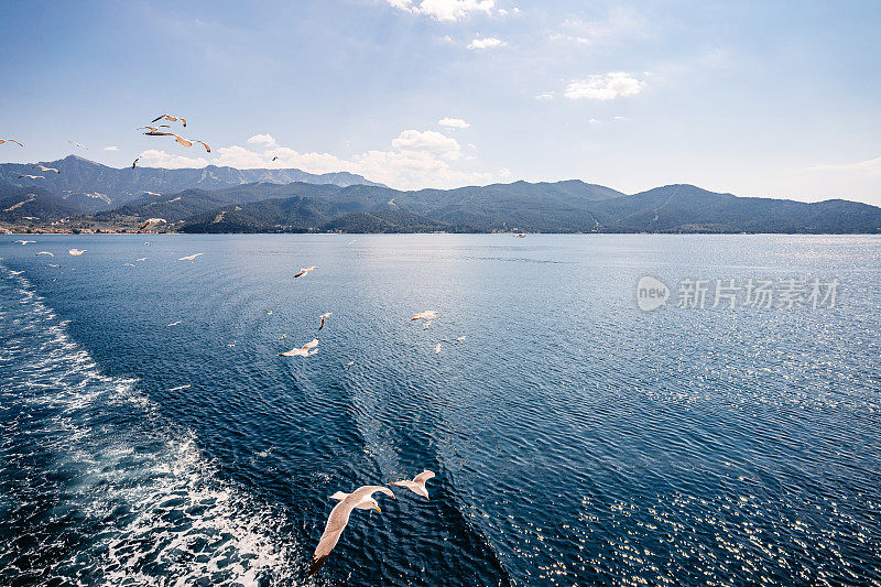 海鸥飞越大海