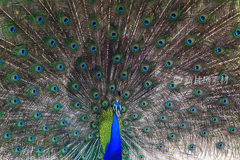 雅拉国家公园美丽的孔雀舞展示特写镜头。