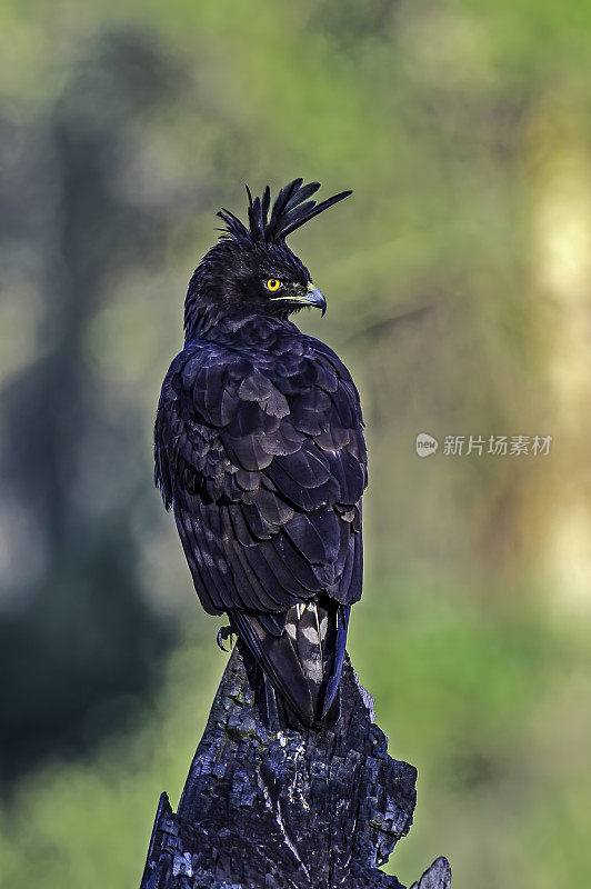 长冠鹰(枕骨长头鹰)是一种猛禽。像所有的鹰一样，它属于鹰科。纳库鲁湖国家公园，肯尼亚。