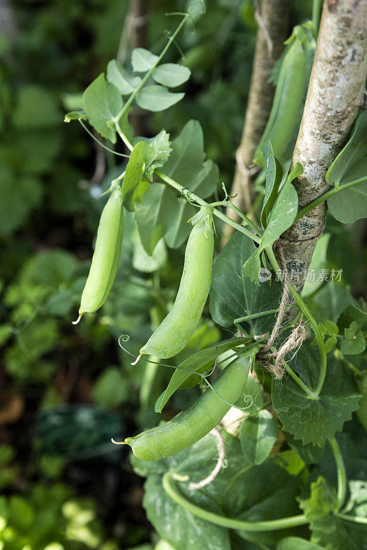 花园豌豆荚，生长在一个分配-库存照片