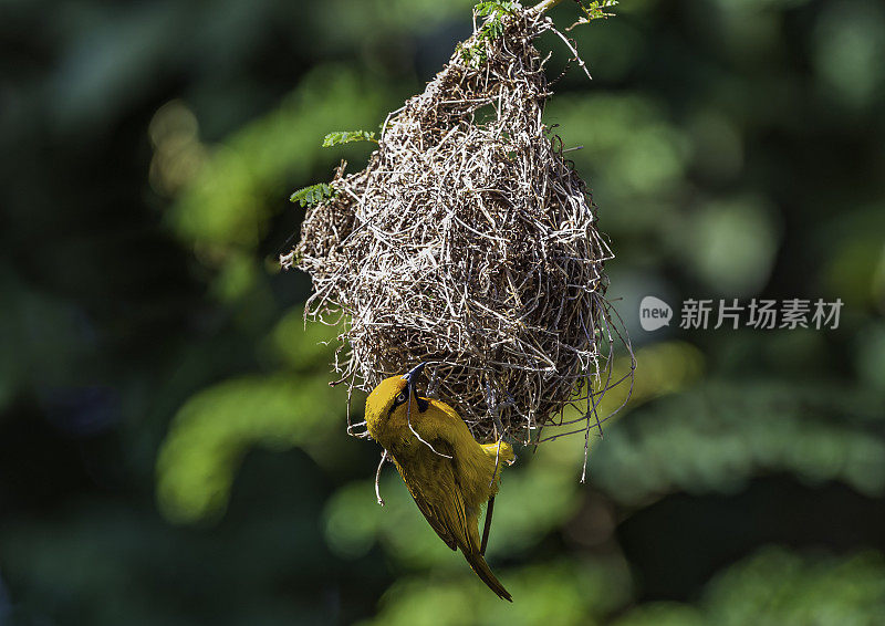 眼镜织布鸟是眼镜织布科的一种鸟类。纳库鲁湖国家公园，肯尼亚。建筑巢穴。